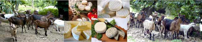 Chèvres et fromages du Mas